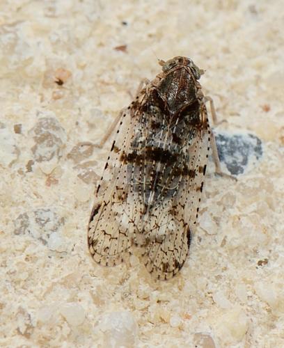 Cixius sp.